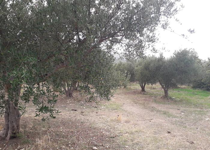 Land plot in Rethimno Crete