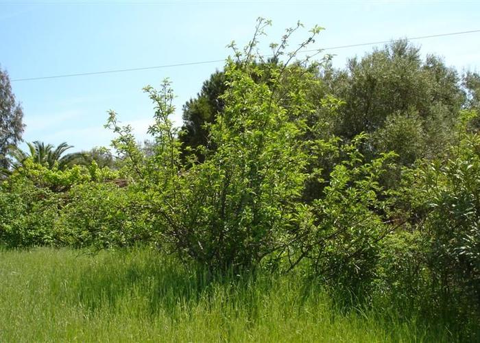 Land plot in Metamorfosi Chalkidiki