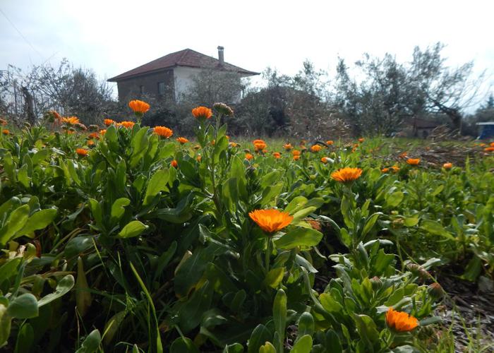 Μονοκατοικία στο Παλαιοχώρι