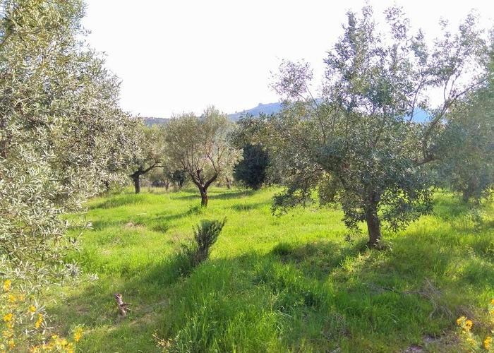 Land plot in Agios Nikolaos