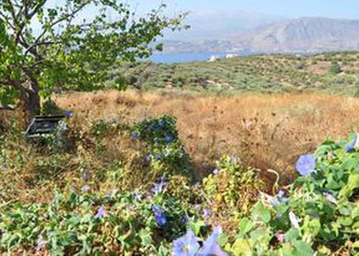 Land plot in Sternes Chania