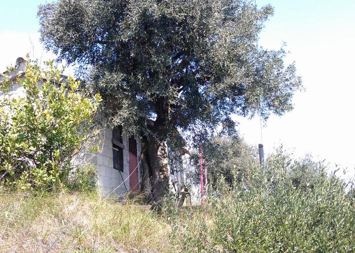 Land plot in Pelion