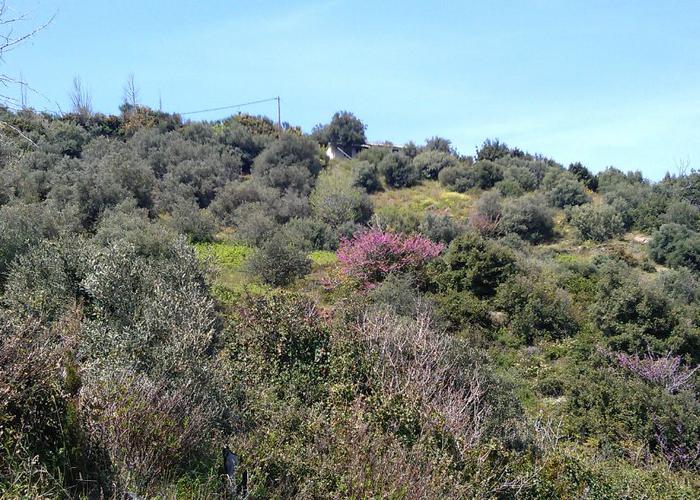 Land plot in Pelion