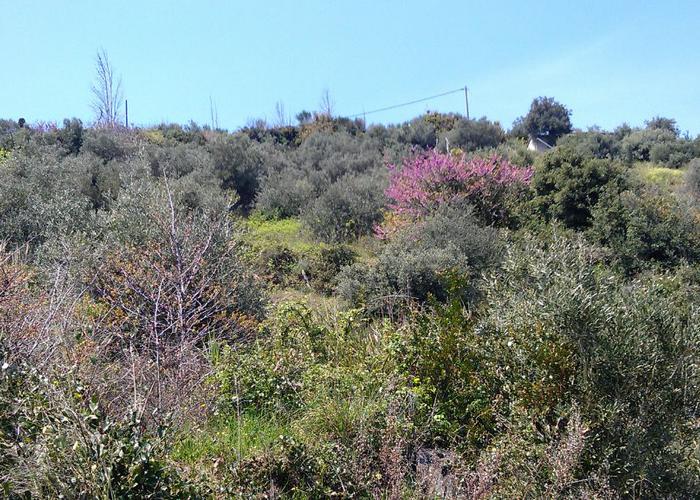 Γεωτεμάχιο στο Πήλιο