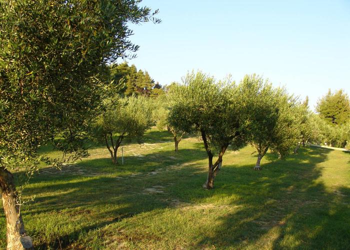 Hotel Eva in Kassandra Chalkidiki