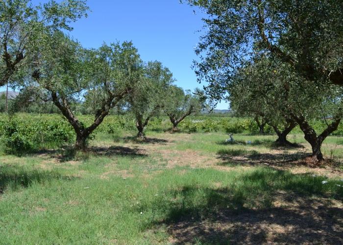 Land plot in Macherado