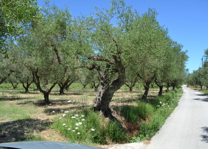 Γεωτεμάχιο στο Μαχαιράδο