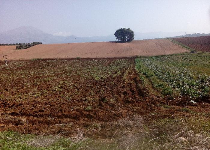 Land plot in Triada