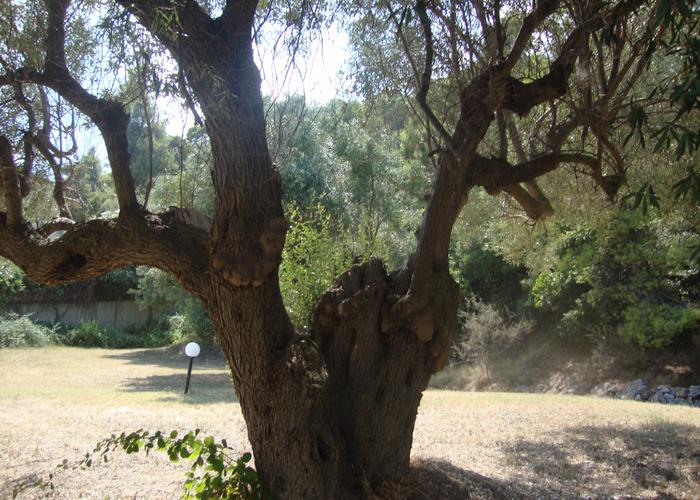 Μεζονέτα Φωτεινή στην Κρυοπηγή Χαλκιδικής