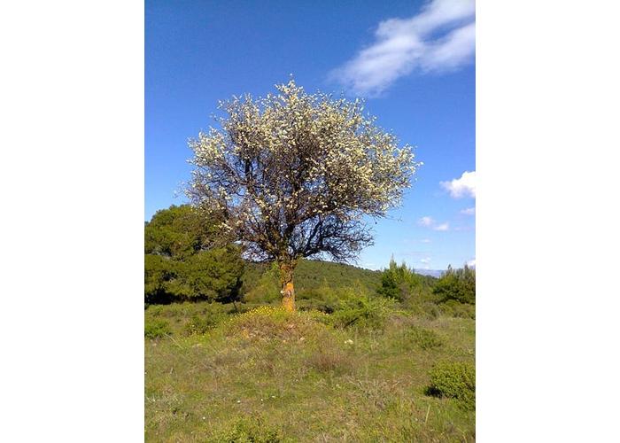 Land plot in Loutraki