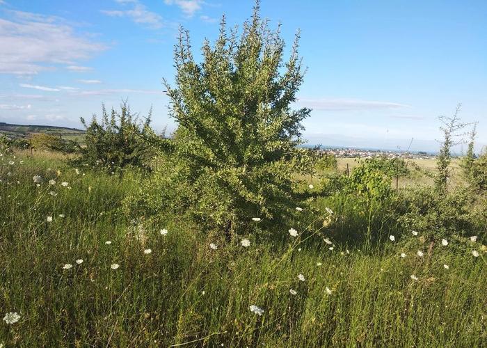 Land plot in Katerini