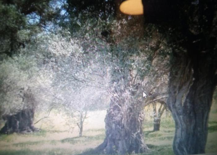Γεωτεμάχιο στην Κέρκυρα