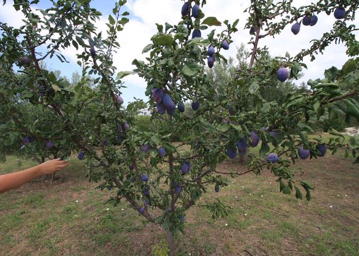 Μεζονέτα στην Γερακινή Χαλκιδικής