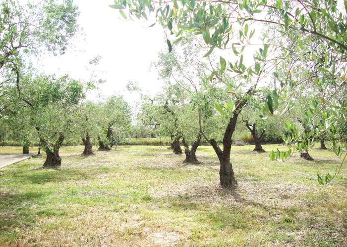 Manor Eva in Skala Fourkas