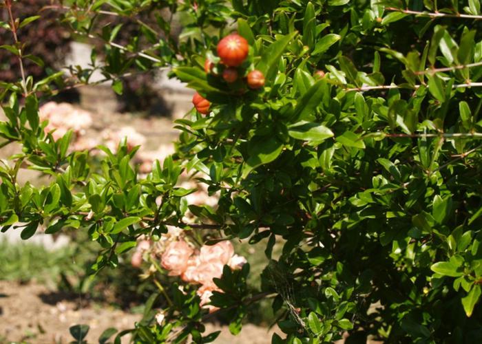 Μεζονέτα Νάστια στην Κρυοπηγή Χαλκιδικής