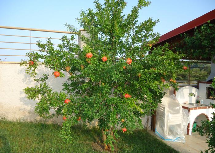 Townhouse Berry in Siviri Chalkidiki