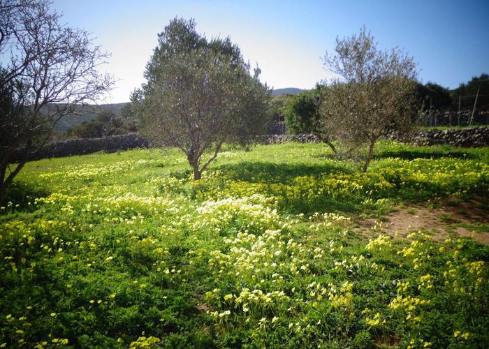 Μονοκατοικία στο Πυργί Χίος