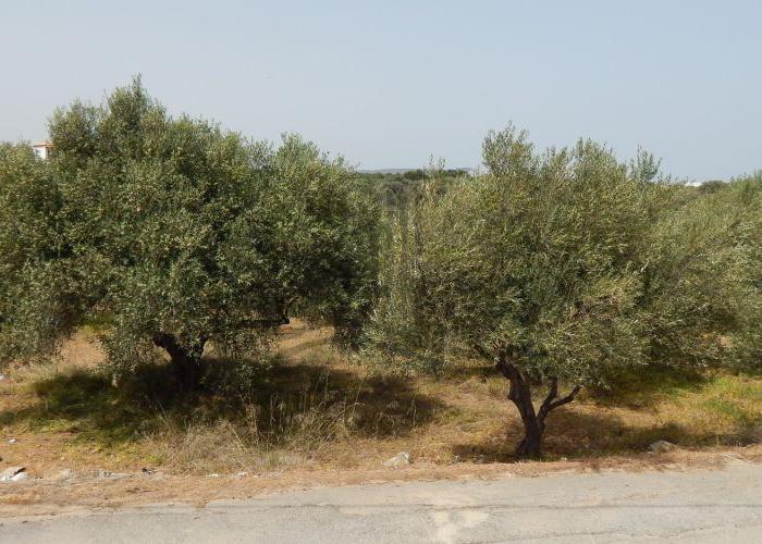 Γεωτεμάχιο στα Μέγαρα Αττικής