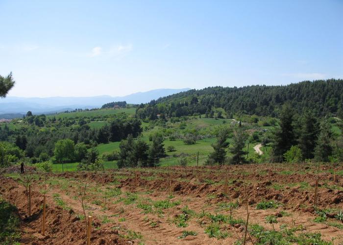 Land plot in Agia Anna