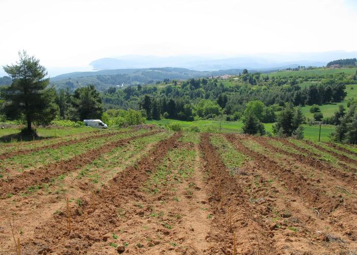 Land plot in Agia Anna