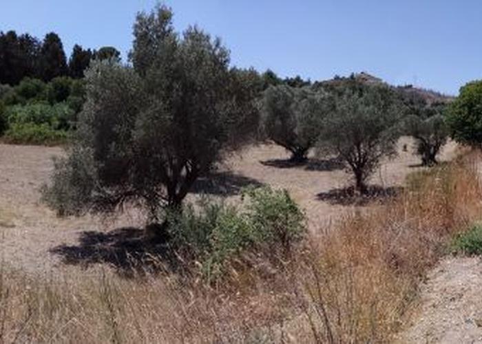 Land plot in Tsairi