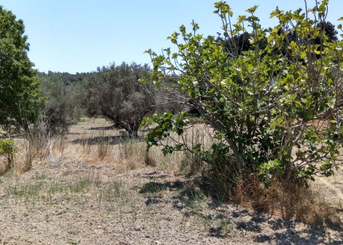 Land plot in Tsairi