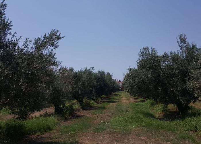 Land plot in Paralia Ofriniou