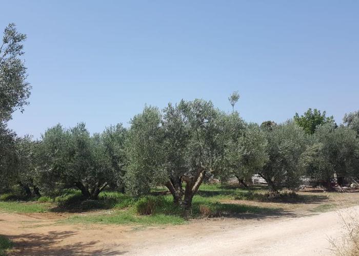 Land plot in Paralia Ofriniou