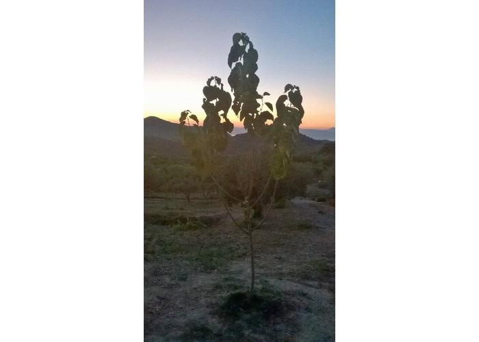 Land plot in Pyrgos