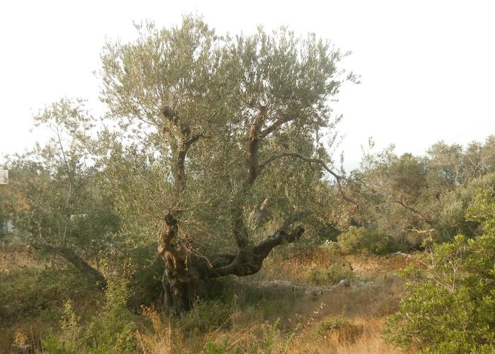 Land plot in Paxos