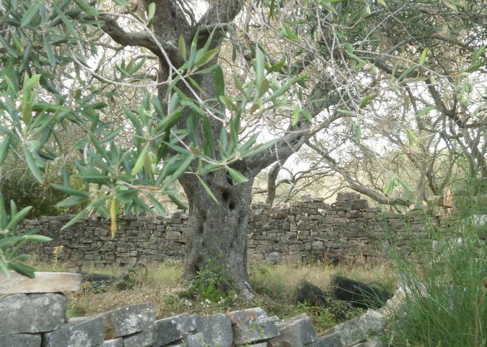 Land plot in Paxos