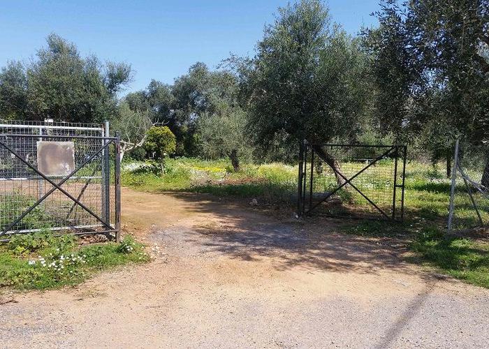 Land plot in Messinia