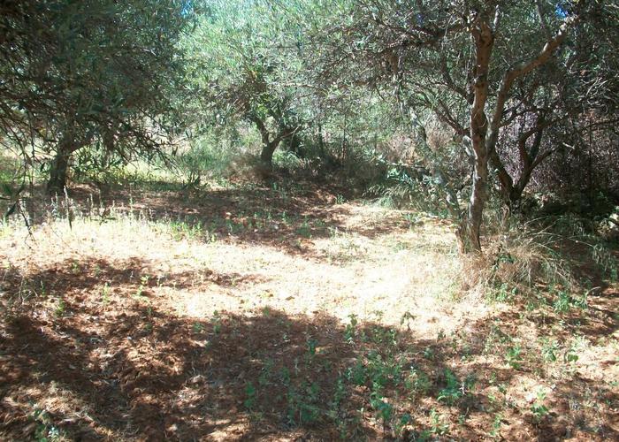 Land plot in Sellia Crete