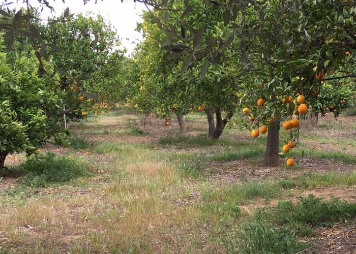 Γεωτεμάχιο στα Πάκια