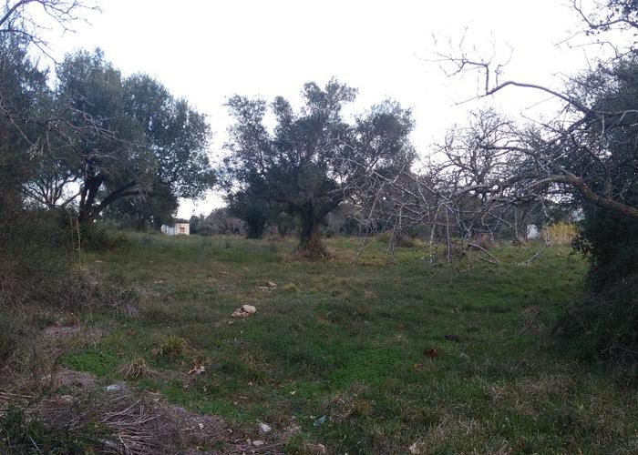 Land plot in Agios Andreas Korakochoriou