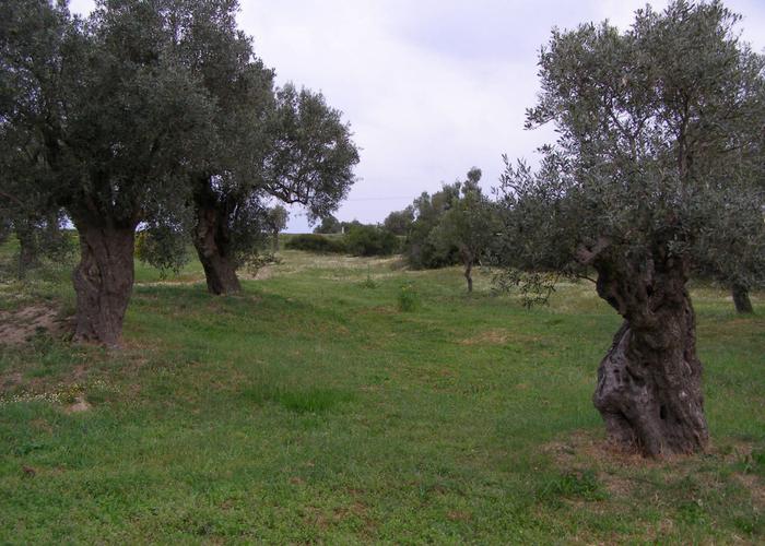 Κατοικία Κριαρίτσα στην Σιθωνία Χαλκιδικής