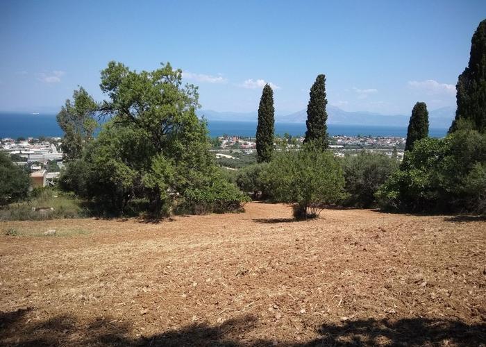 Land plot in Mintilogli Patra