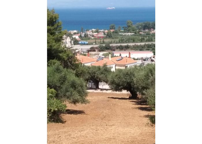 Land plot in Mintilogli Patra