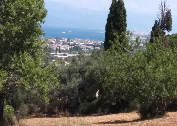 Land plot in Mintilogli Patra