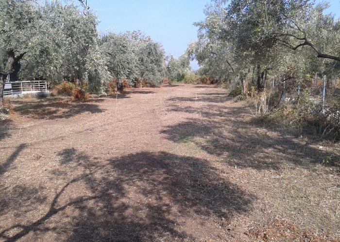 Land plot in Thasos