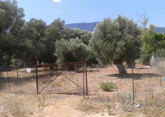 Land plot in Anatoliki Attiki