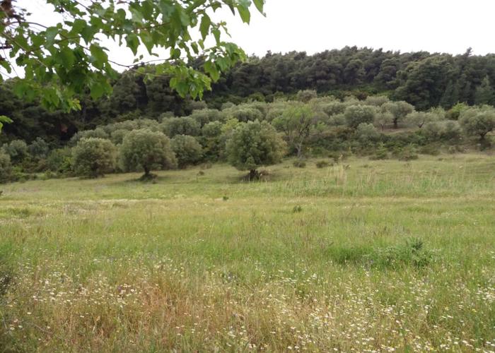 Land plot in Nikiti