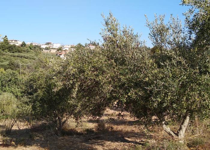 Land plot in Rethimno Crete