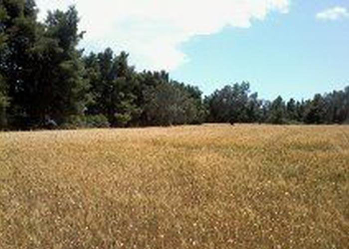 Land plot in Chalkidiki